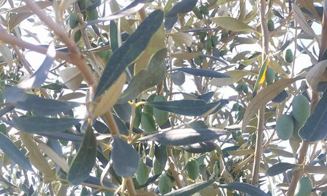 olives