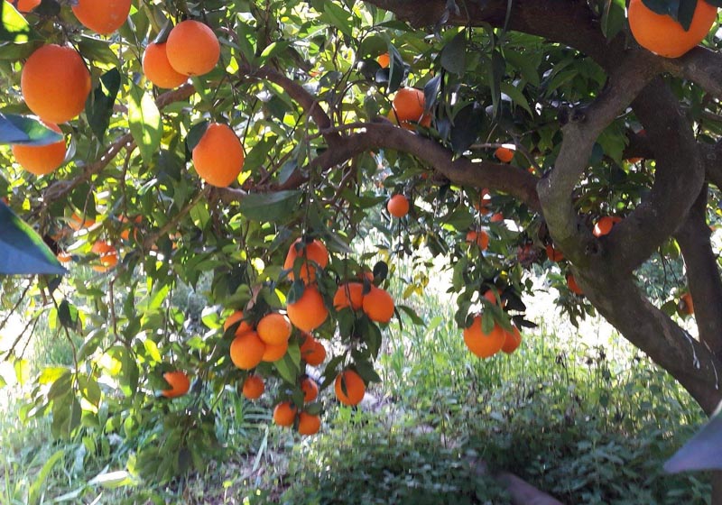 oranges